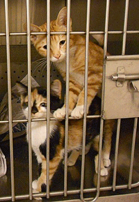 Cats needing recue and adoption