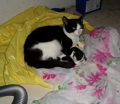 Rescued stray cat TYKE