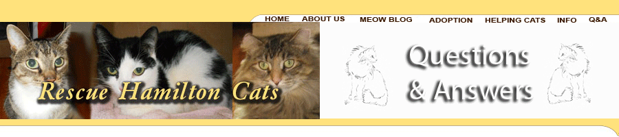 Rescuing and adopting cats in Hamilton