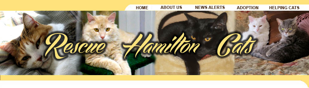 Rescue and Adopt Hamilton Cats
